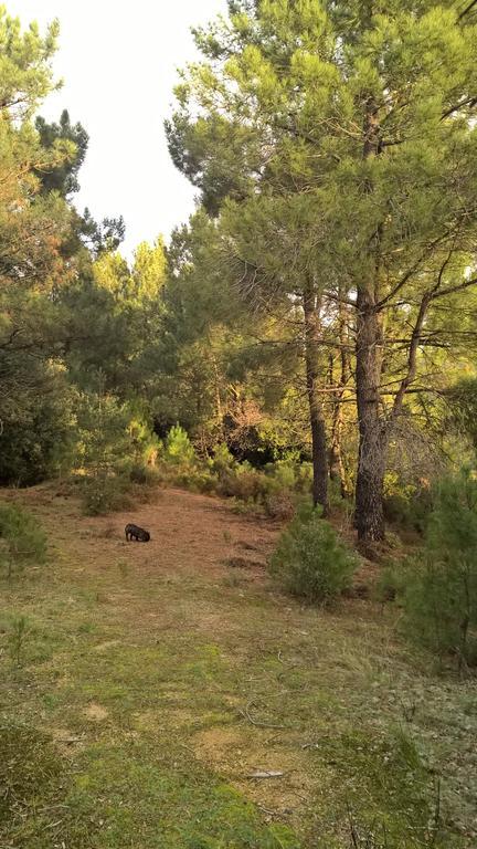 Gite Du Puy Saint-Fortunat-sur-Eyrieux Esterno foto